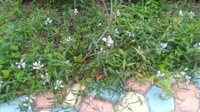 You know what? The purple flowers can be eaten directly. Very sweet