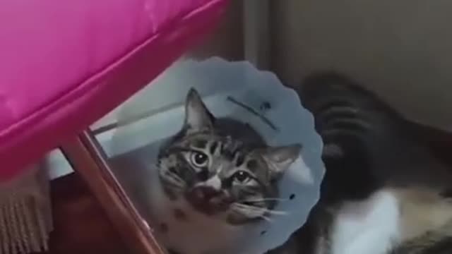 Try not to laugh funny animals 😹 #shorts