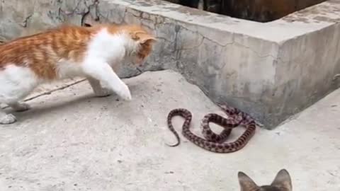 Cat & snake fight cobra