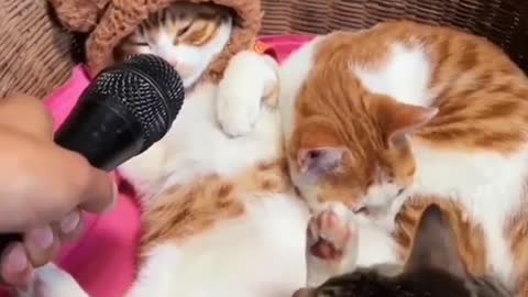 Cat short video