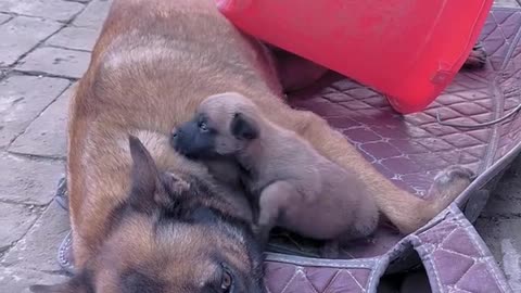 Proudful dog.😲😲