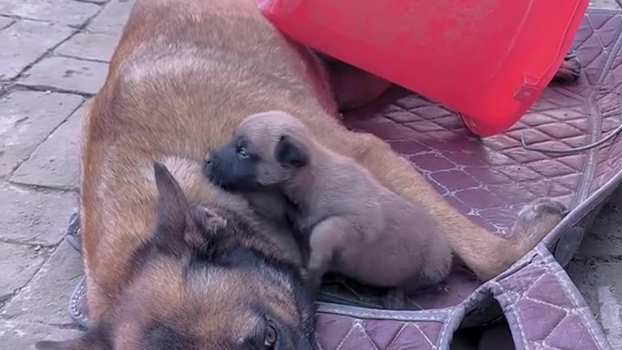 Proudful dog.😲😲
