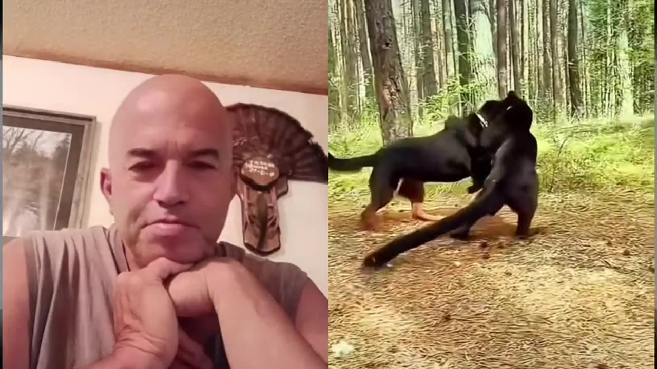 Panther vs dog