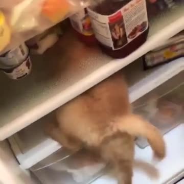 Cachorro le escapa al calor del verano metiéndose en el refrigerador
