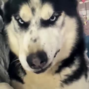 Most Savage Dog Ever