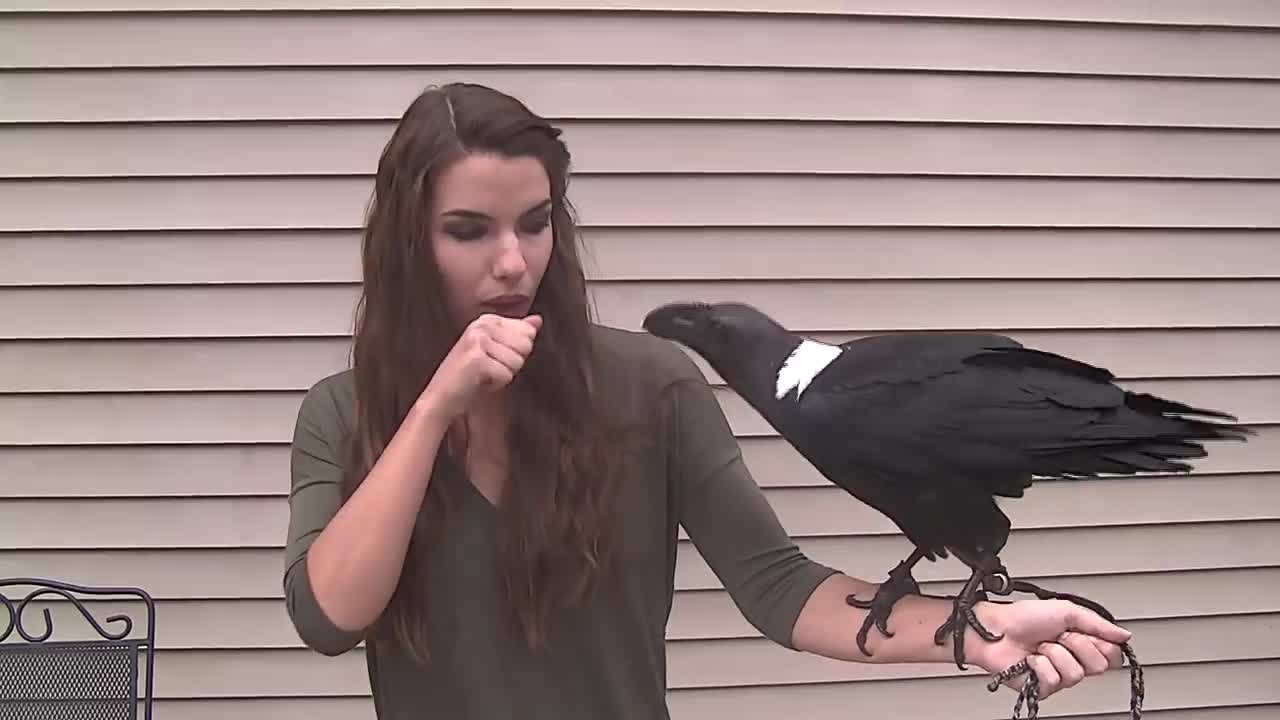 Ravens can talk!