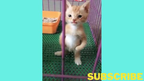 Funny Kitten😍 🥰 😘