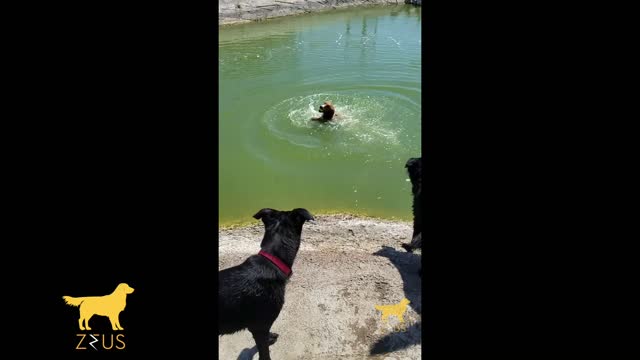 perrito nadando