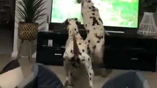 Dalmatians see dogs on TV, accidentally knock it over