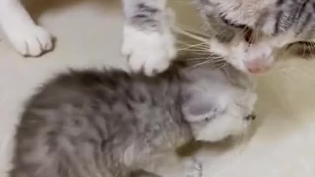 Lovely cat, black cats, funny