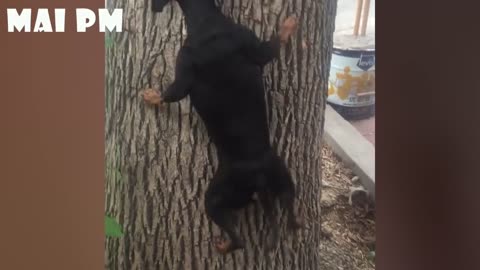 WATCH and TRY TO STOP LAUGHING - Dog compilation #1