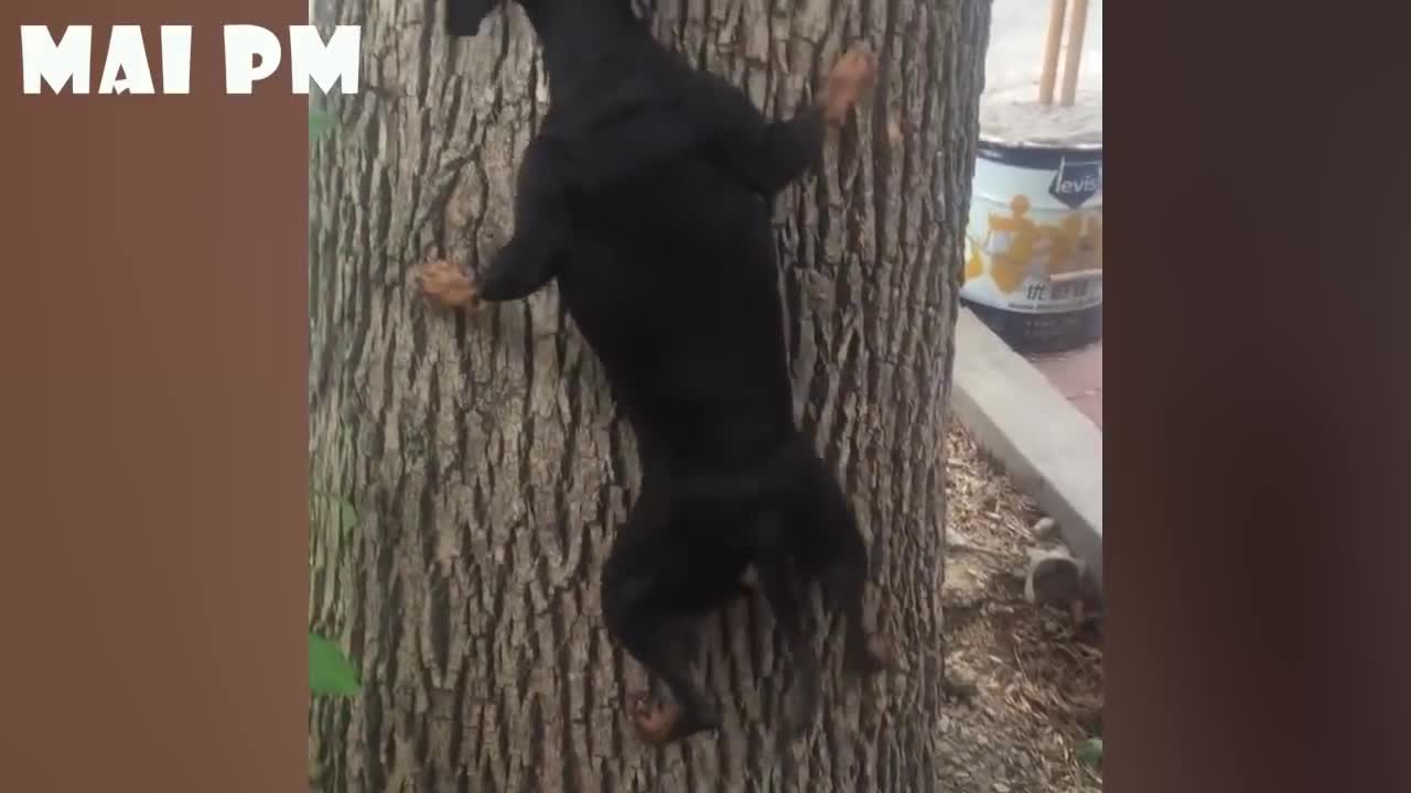 WATCH and TRY TO STOP LAUGHING - Dog compilation #1