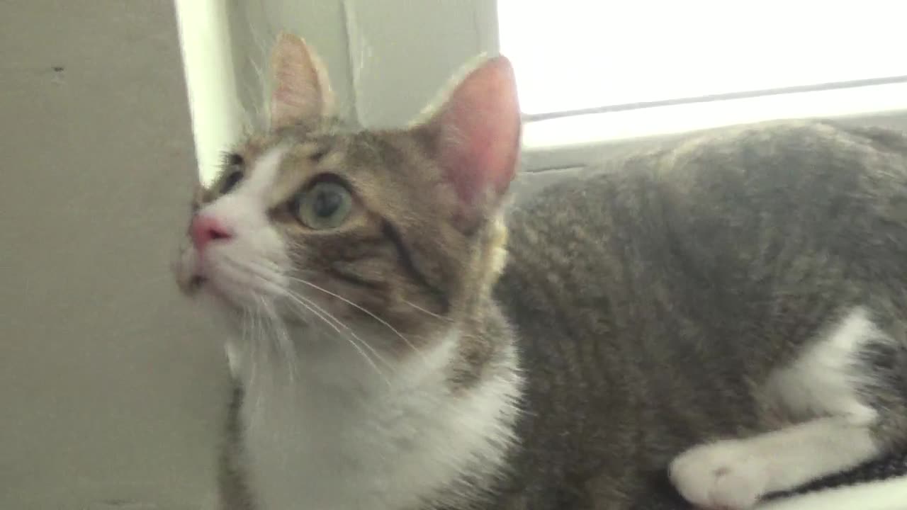 Funny Kitten Stares at Toy