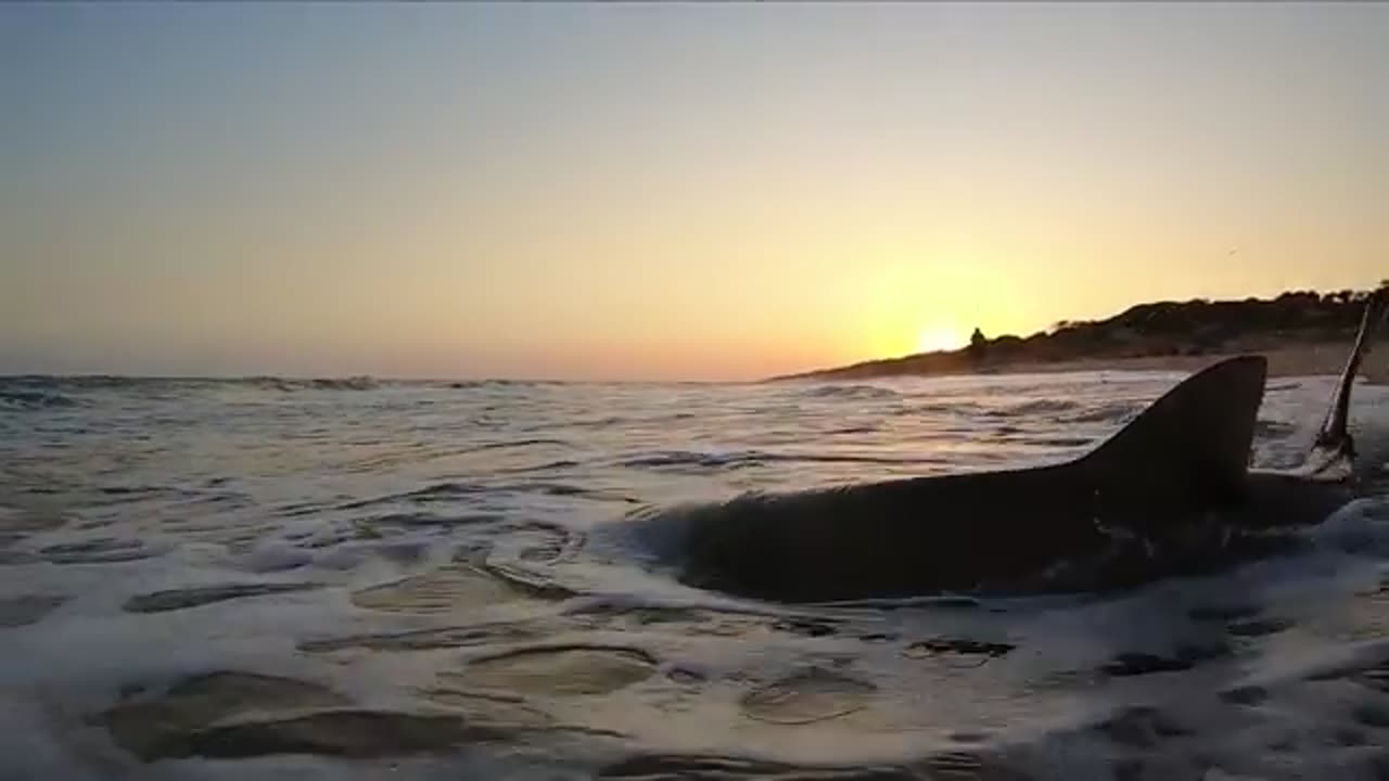 200KG+ SHARKS BECOME THE BAIT! BEACH FISHING INSANITY!