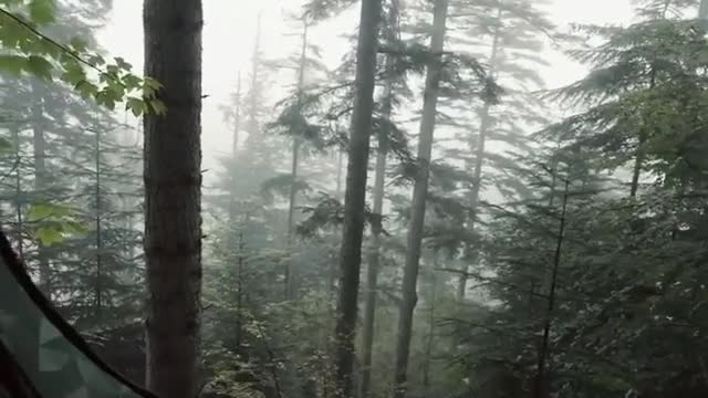I love how it looks as if the tent is perched in the trees. Epic! 🏕🌲