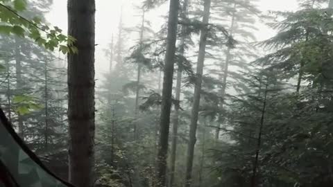 I love how it looks as if the tent is perched in the trees. Epic! 🏕🌲