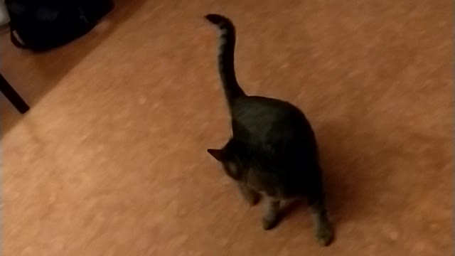 Cat in slow motion