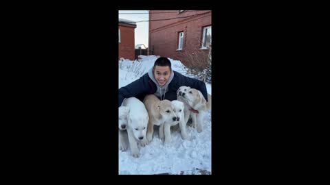 The cutest and furriest breed of dog is the largest in the world