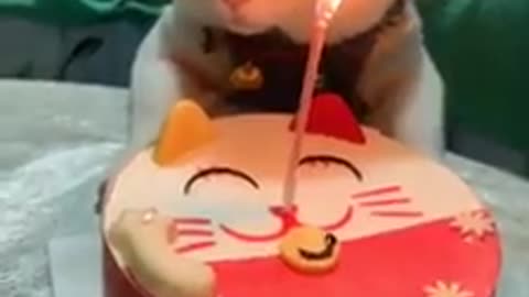 Cute cat's birthday 😍♥️