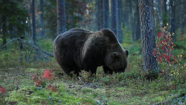 Black bears in a park