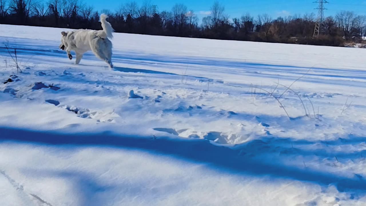 Dog on Snow