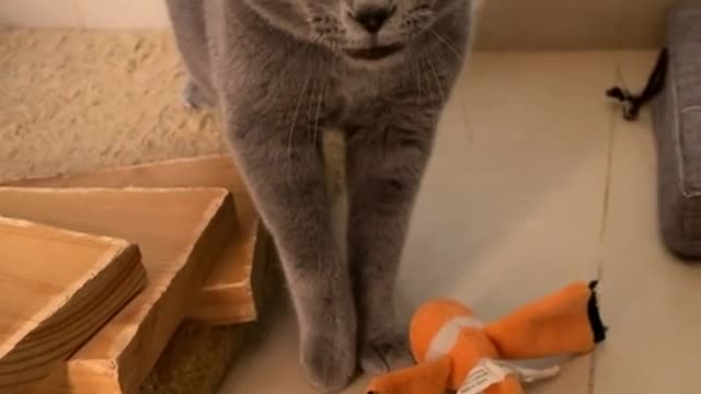 Yabadabadooooo!!.......Cute and Funny Cat Videos