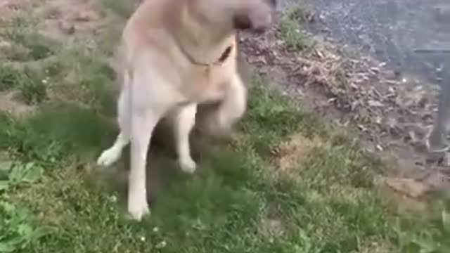 Dancing dog