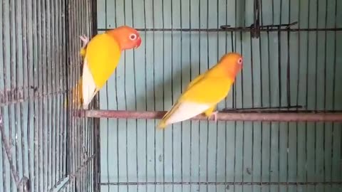 Loves birds is beautiful