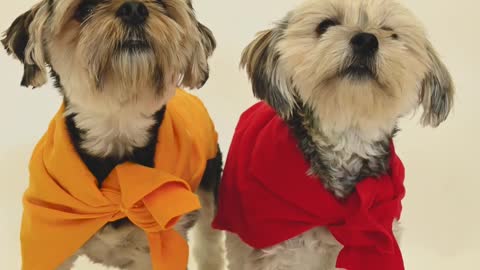 /video-of-dogs-wearing-bandanas