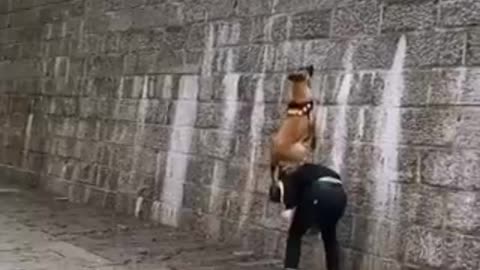 German shepherd climbing tall wall