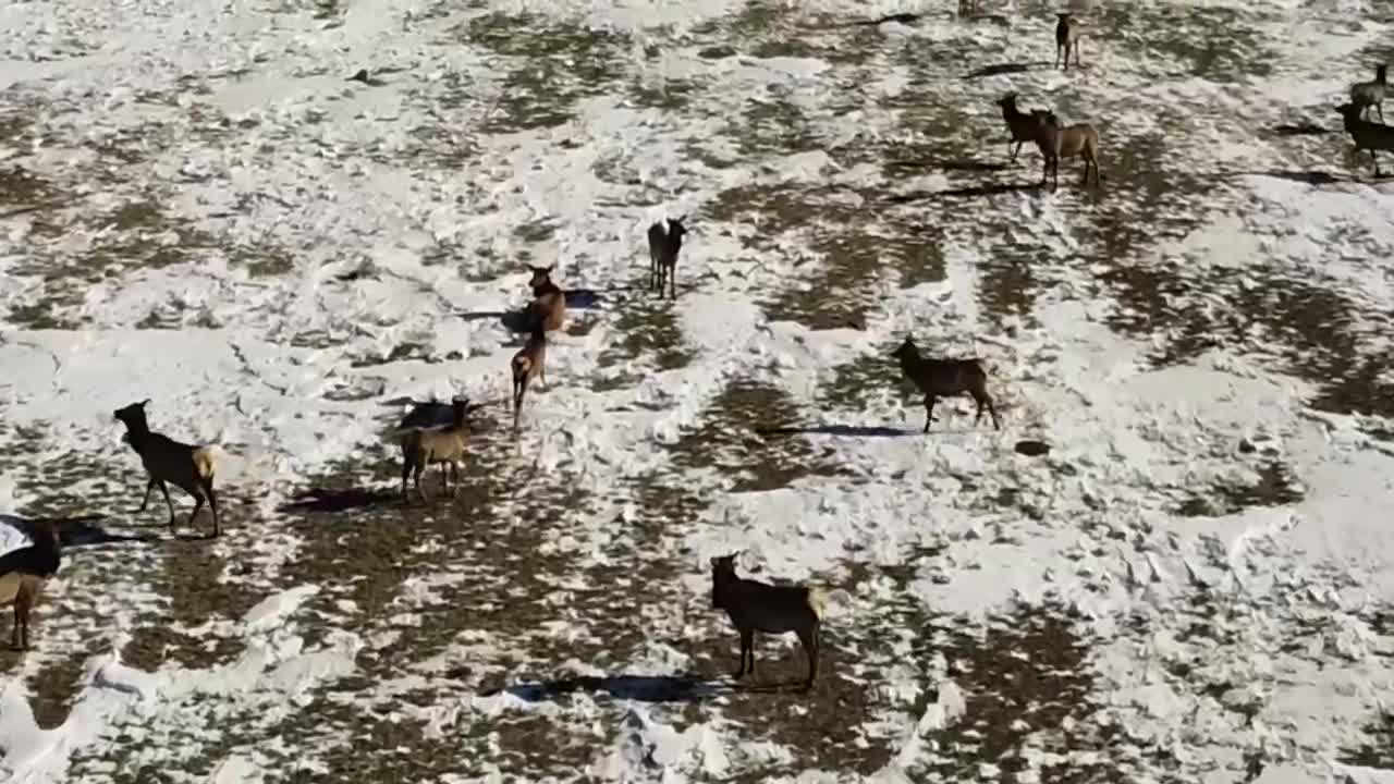 Bigfoot Drone Footage Hunting Wild Elk in Colorado