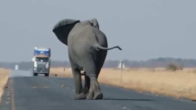 Best of the funny elephant #07