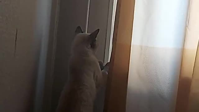 cat