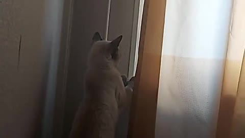 cat