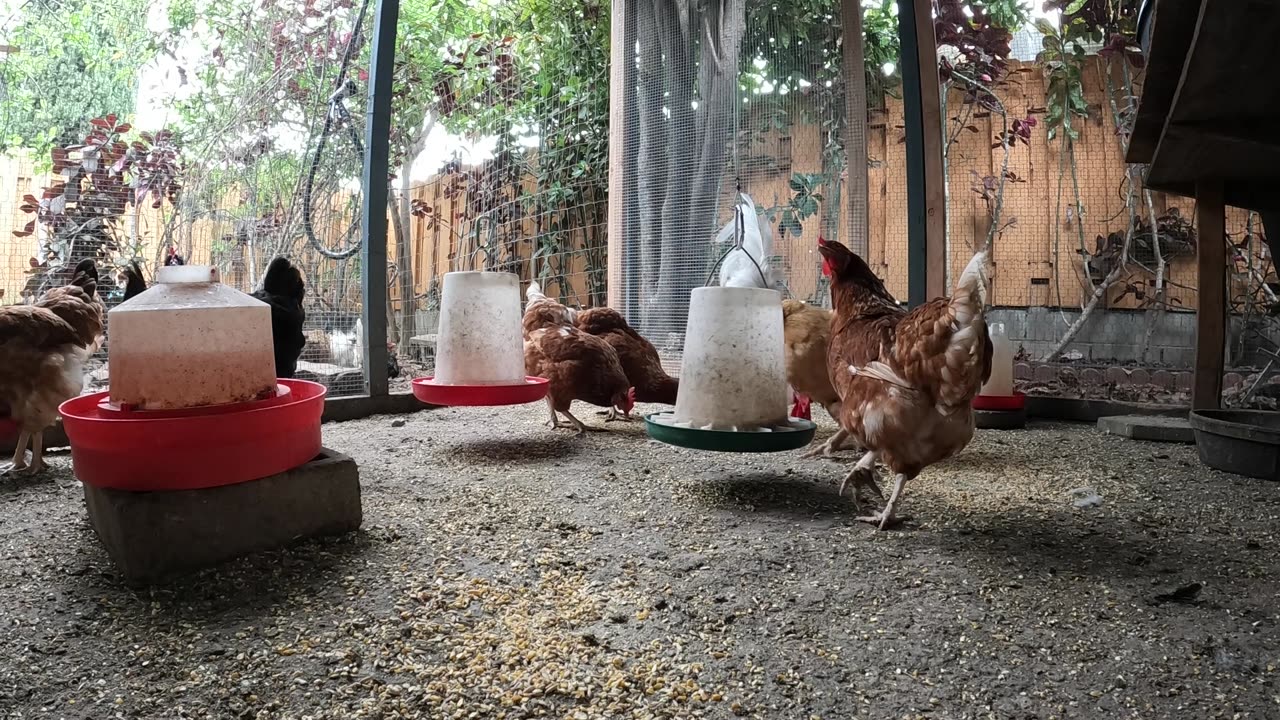 Backyard Chickens Chicken Coop Sounds Noises Hens Roosters!