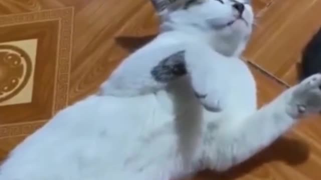 Cat prank with Lemon taste