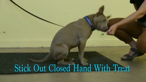 Dog training fanway video