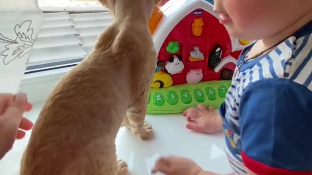 Funny Cats and Kittens Meowing Compilation