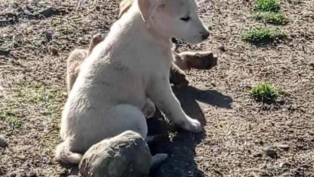 black and white dog fight