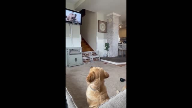 😅🐕Golden Retrievers heavily invested in TV show