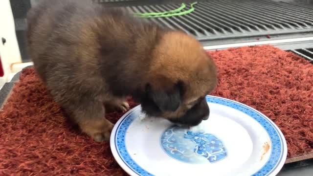 Lonely Puppy Waits On Street For Someone | Who Can Take Him Home