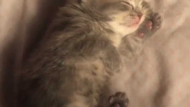 cute animals Videos of the Week