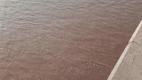 Flood video