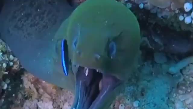 Aquatic moray with coral dwelling.