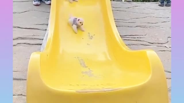 🐕baby dog2021🐶cute dogs🐕 funny dog,🐶dog compilation🐕short video🐶 cute animals videos🐕