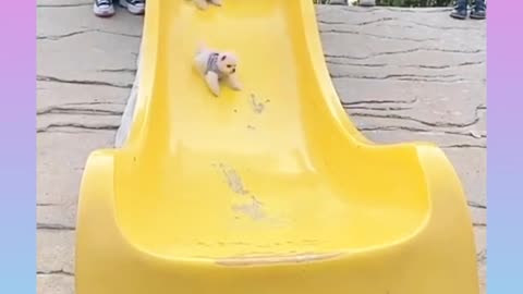 🐕baby dog2021🐶cute dogs🐕 funny dog,🐶dog compilation🐕short video🐶 cute animals videos🐕