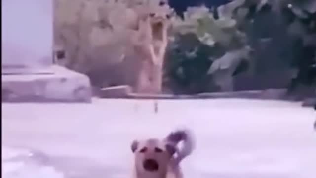 Puppy 🐶 Dancing