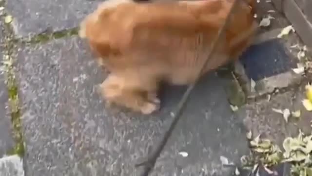 lovely dog happy to find another dog on the street walking