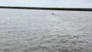 Bear Swimming in Florida