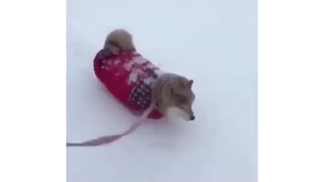 Short dog walking in the snow